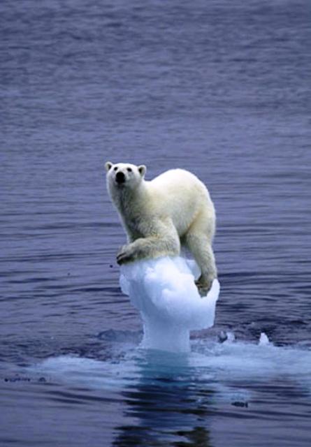global-warming-polar-bear.jpg