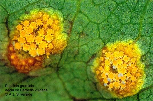 [1Puccinia_graminis2.jpg]