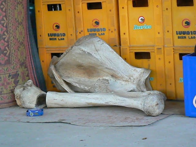 elephant bone