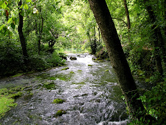 A small Ozark spring creek