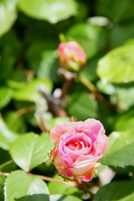 [IMG_3168_2+klein.JPG]