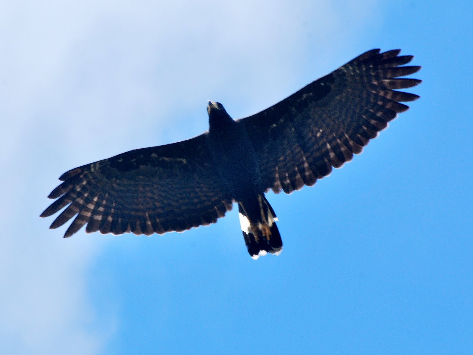 Common Black Hawk