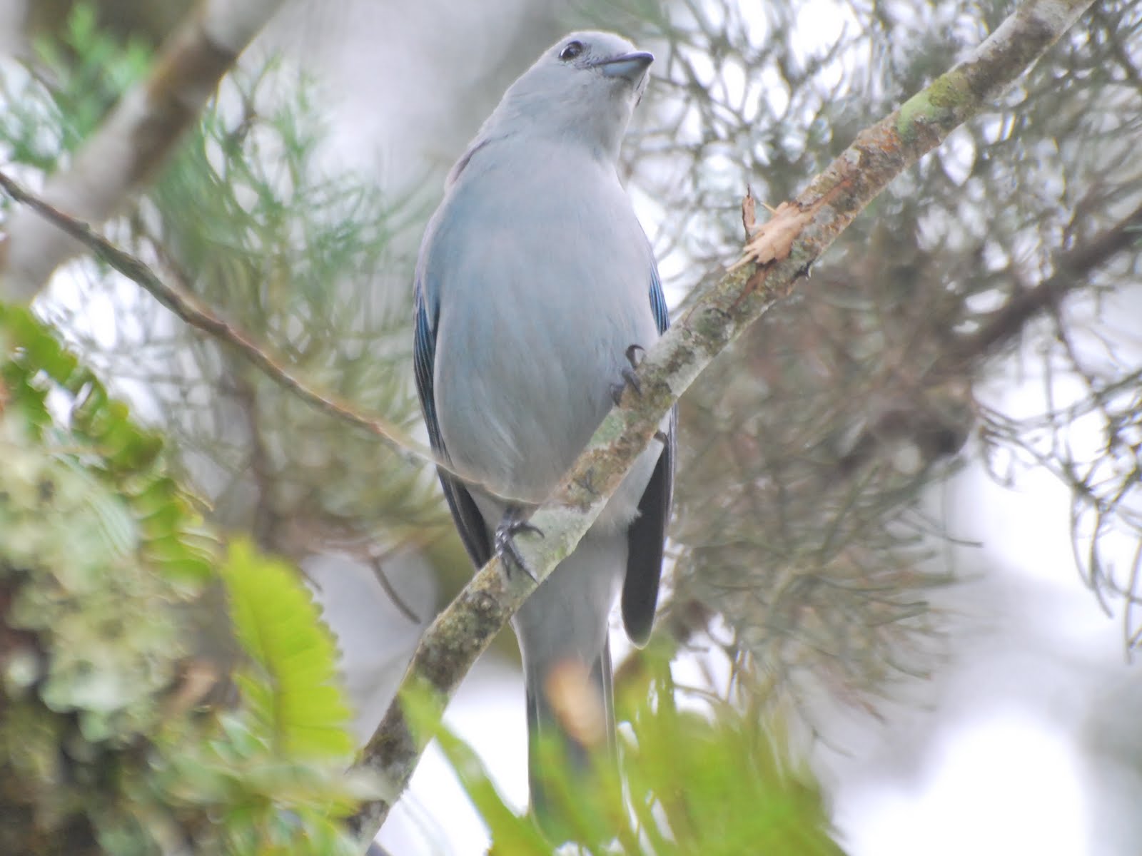 Jan Axel's Blog Panama City's common tanagers