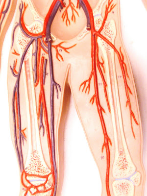 arteries of body diagram. 2011 major arteries diagram.