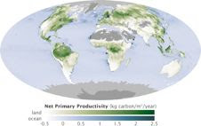 Global measurements of the carbon stored by plants (net primary productivity) during photosynthesis, based on MODIS data, are an important piece of the climate change puzzle Global measurements of the carbon stored by plants (net primary productivity) during photosynthesis, based on MODIS data, are an important piece of the climate change puzzle