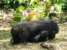 Lazy Gorilla