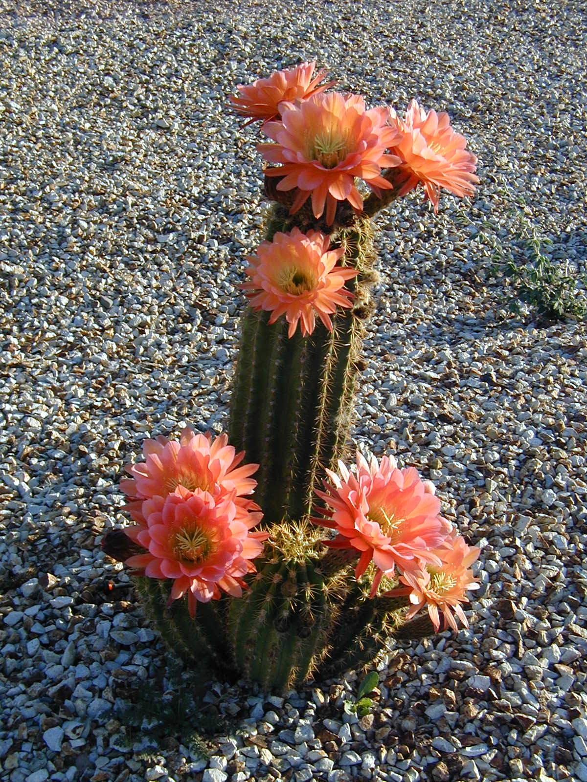 Desert Dabbler: Giants Among Us: Argentine Giants in Bloom 