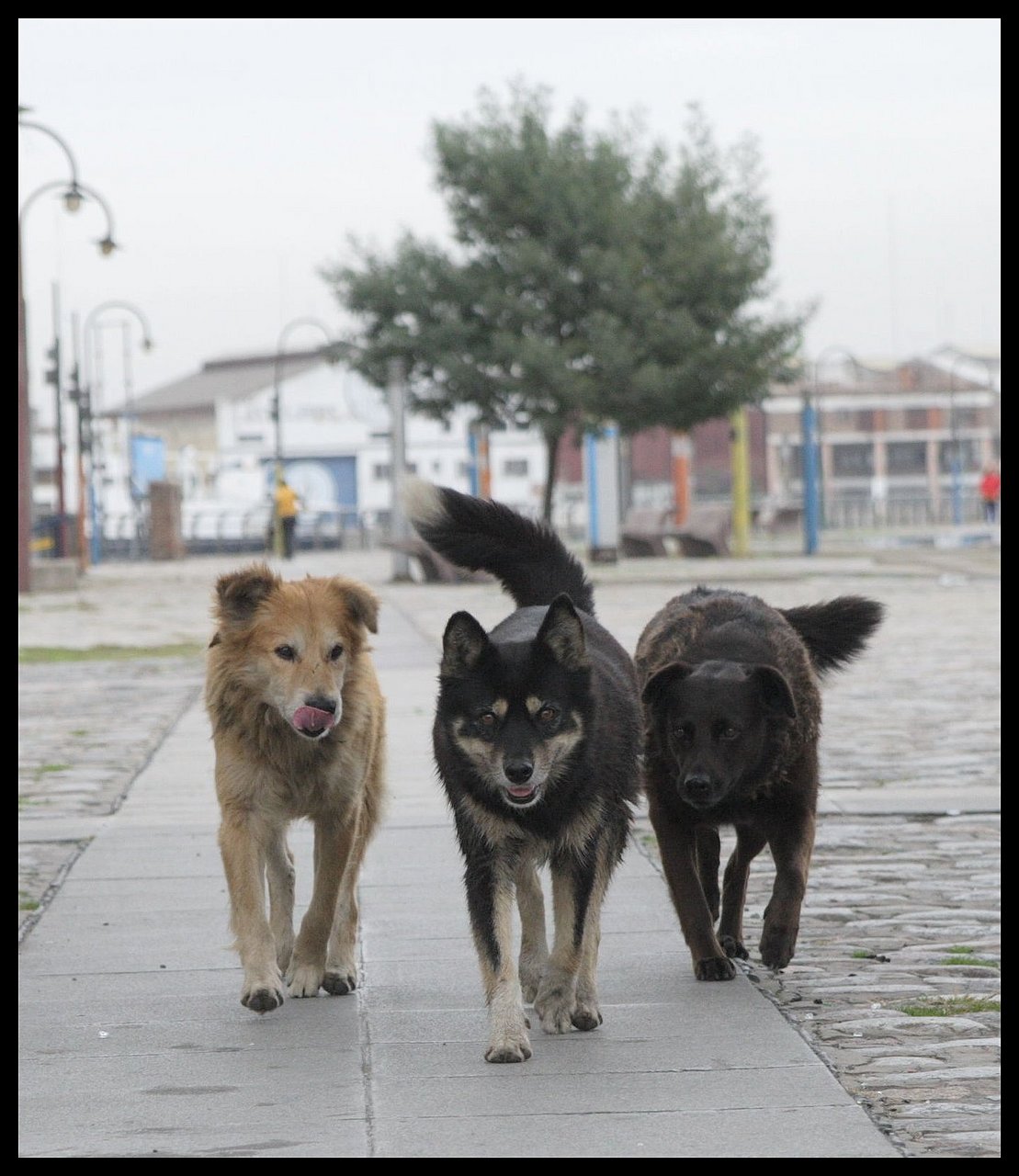 Bedevinin Günlüğü Sokak köpeği candır, can!