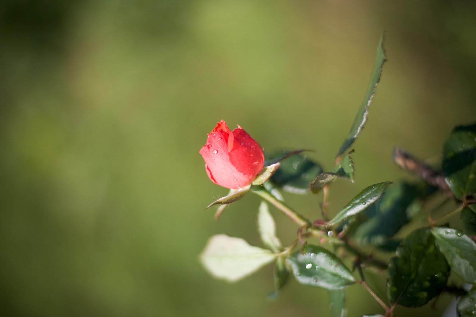 Capturing The Moment Photography Unfolding The Rose