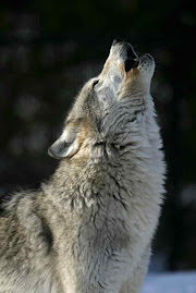 Star: Lesser Wolf