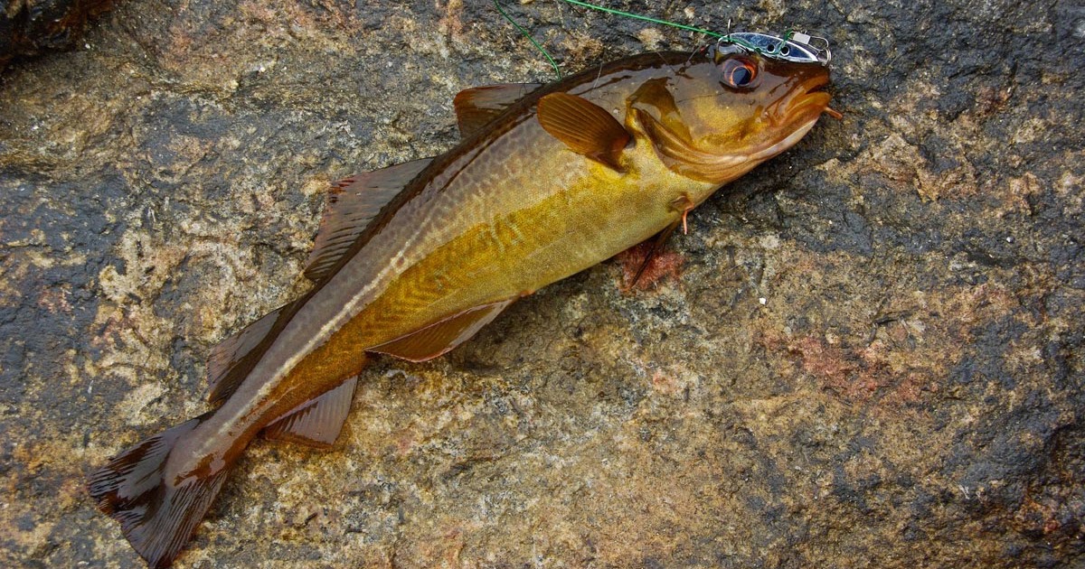 My fishing How to catch a fish How to catch a cod