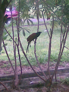 Burung But But