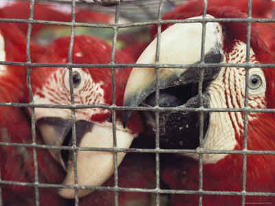 [macaws.jpg]