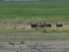 Bushbuck on evening 'safari'