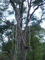 Viney Tree...