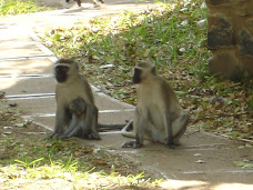 Vervet Monkeys!
