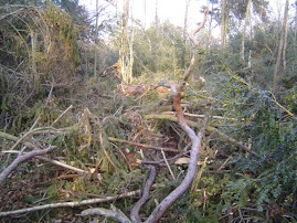 LE BOIS DE GUIDOU