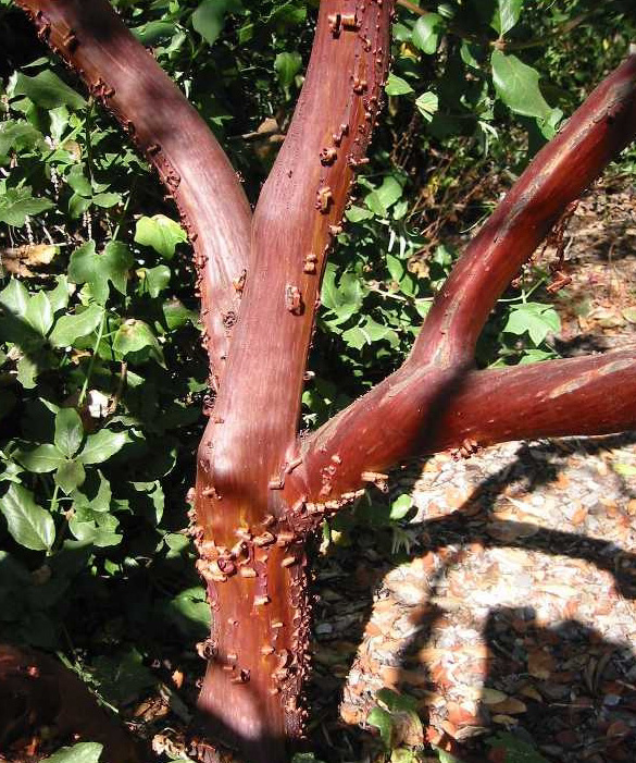 Manzanita Branches from Artisans Manzanita
