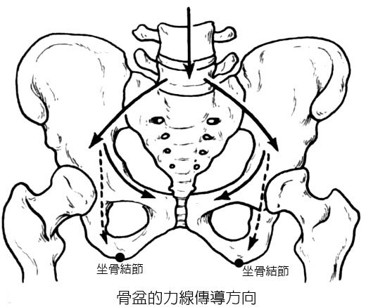 [骨盆的力線傳導.jpg]