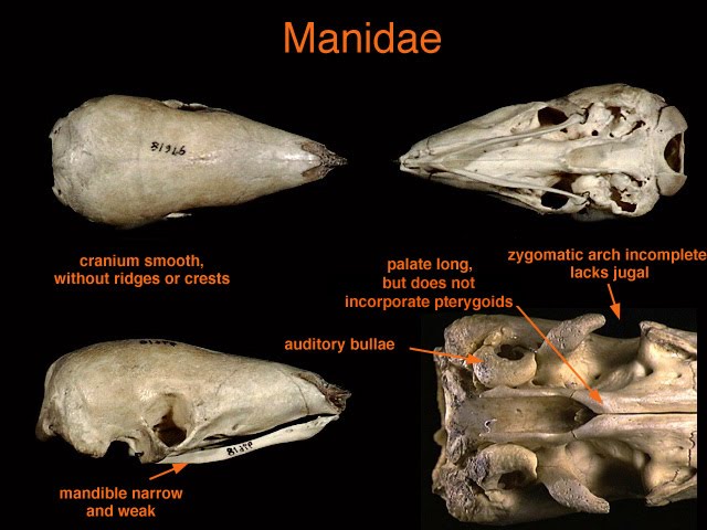 Pangolin Skull