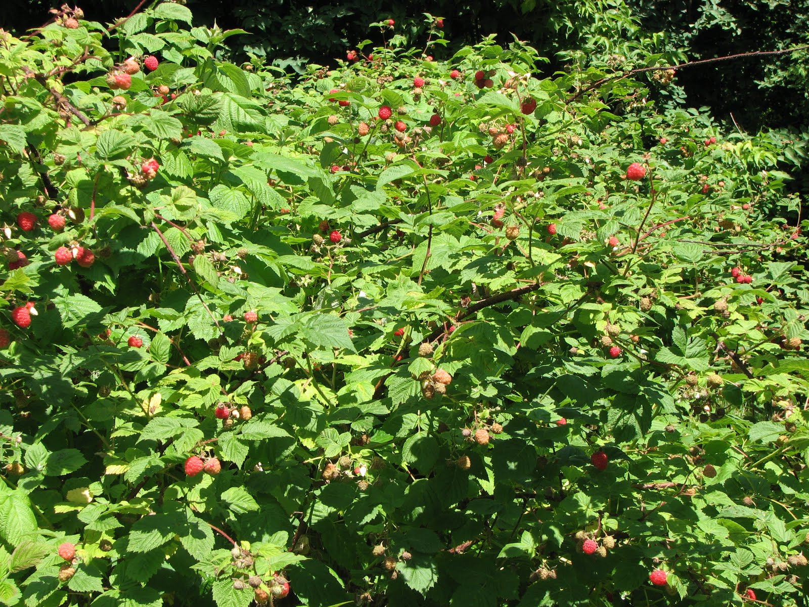 Royalpaca Raspberry Frenzy!