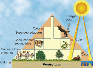 cadena trofica definicion pdf desarrollo sustentable 2 2 flujo de energ 237 a cadena trofica definicion pdf desarrollo sustentable 2 2 flujo de energ 237 a