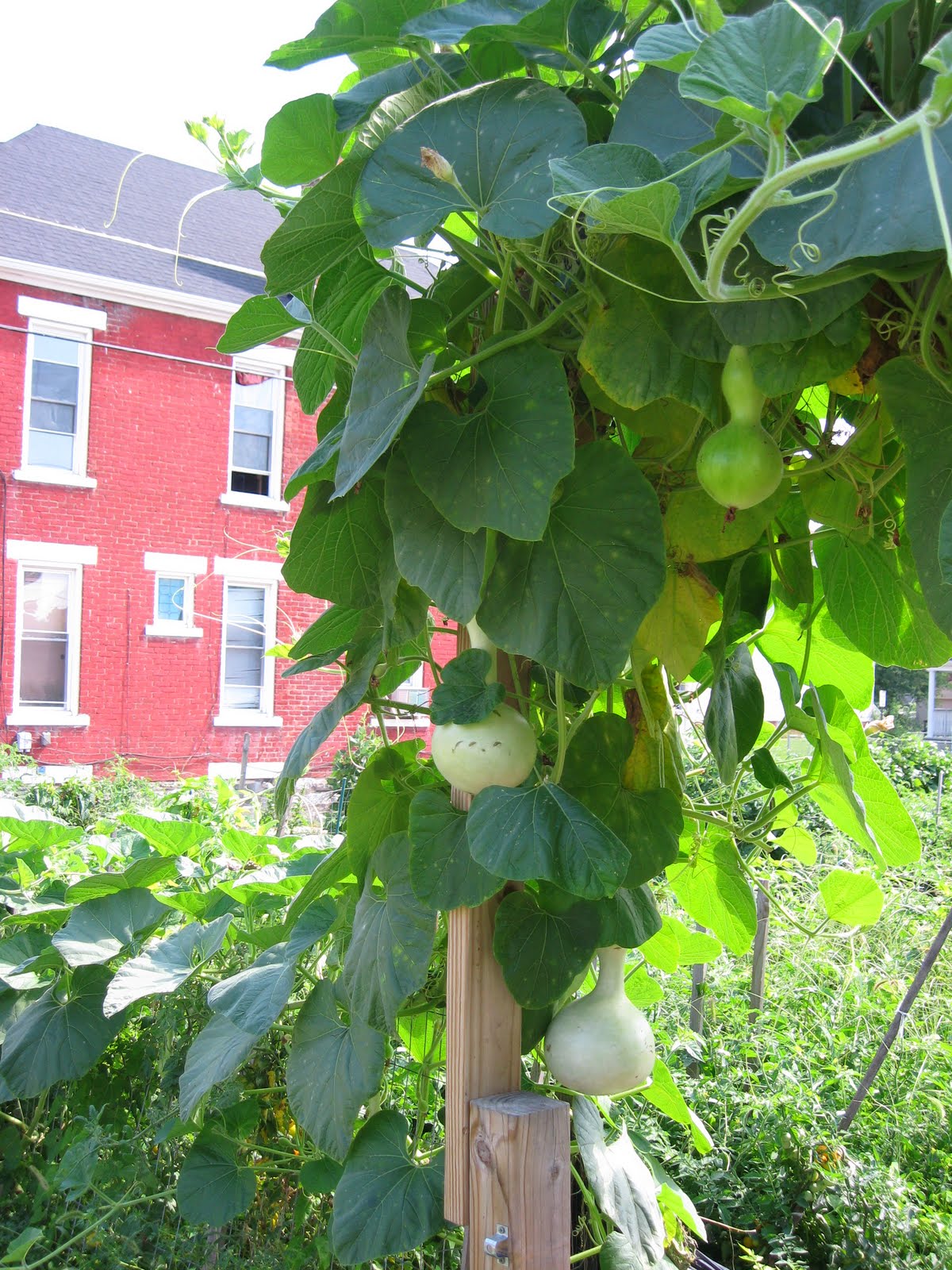 Stoddart Avenue Community Garden Birdhouse Gourds and