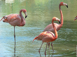 flamand rose