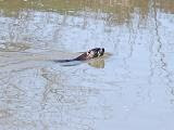 River Otter