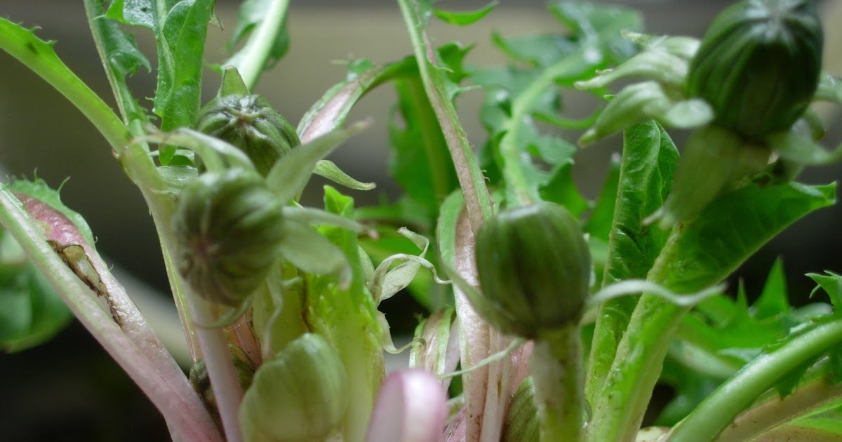 Methow Valley Herbs Pickled Dandelion Buds