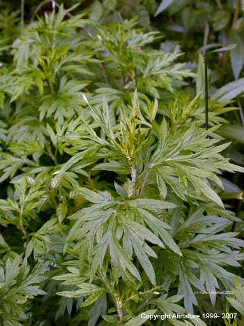 mugwort leaves