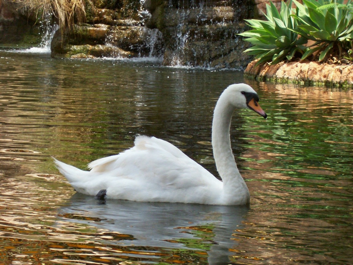 [Animals_Birds_Swan_in_the_lake_005474_.jpg]