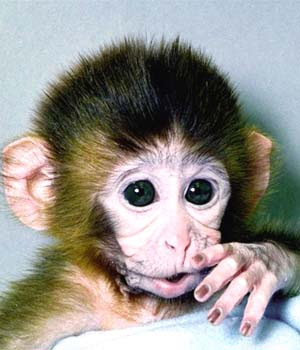 Cute Monkey Green eyes Pics