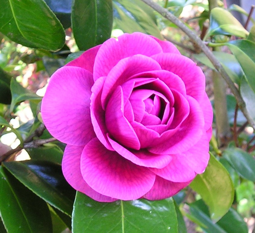 [Angelina+Vieira+Moreira+da+silva.jpg]