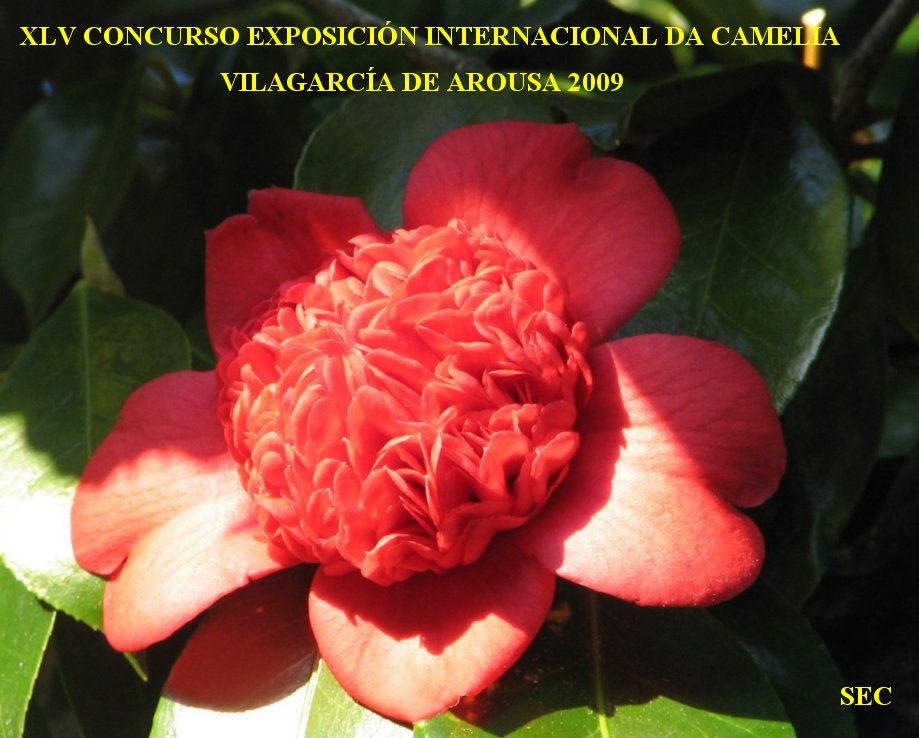 [golpelleira+anemoniflora.jpg]