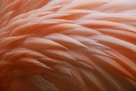 Plumas