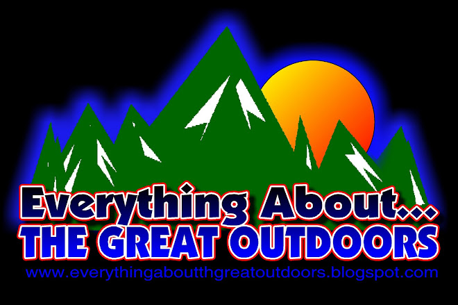 Everything About Bears