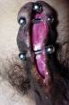 [piercing.jpeg]