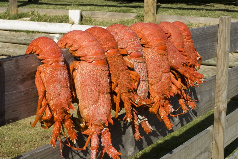 [Lobsters.jpg]