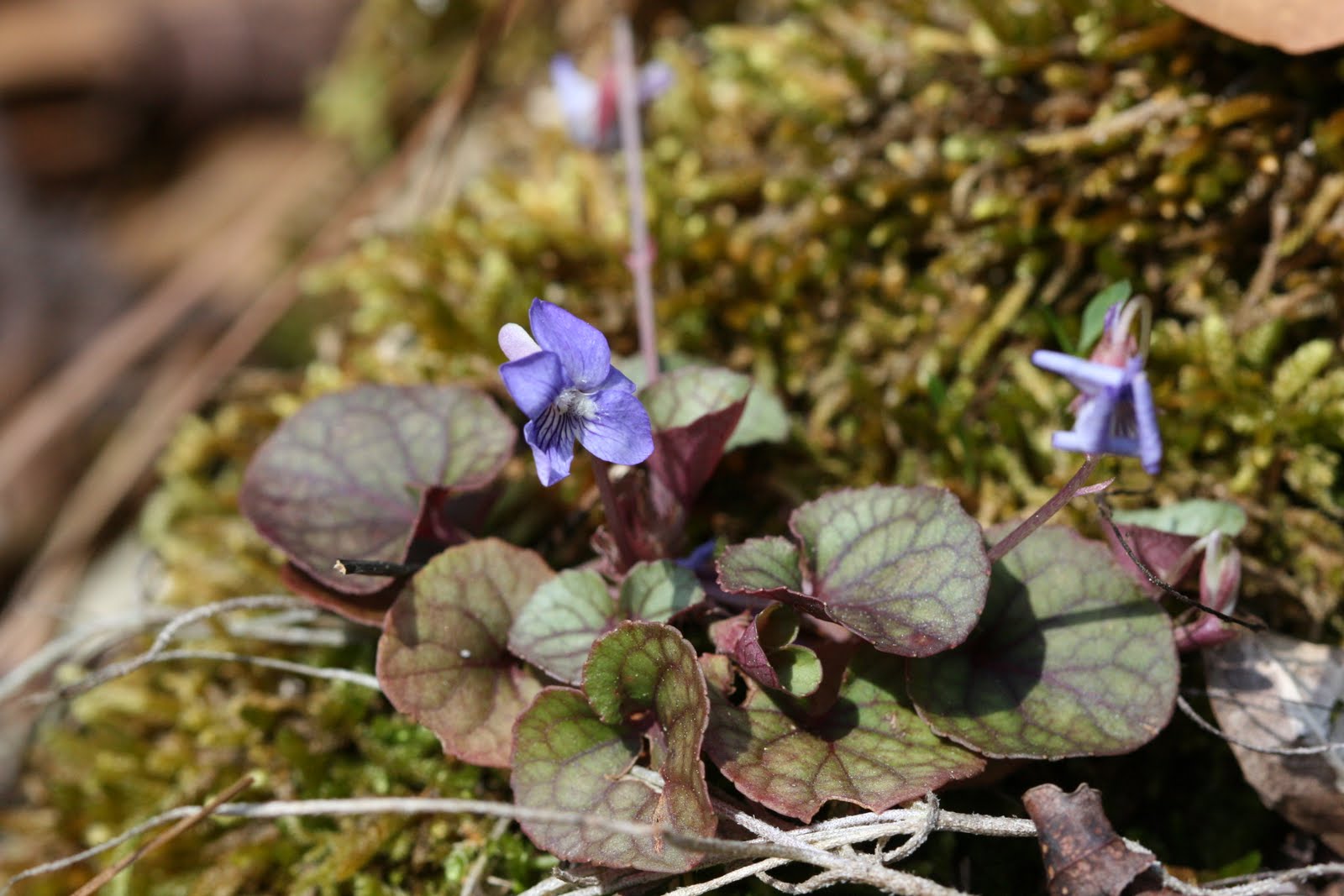 Native Florida Wildflowers Walter's violet Viola walteri