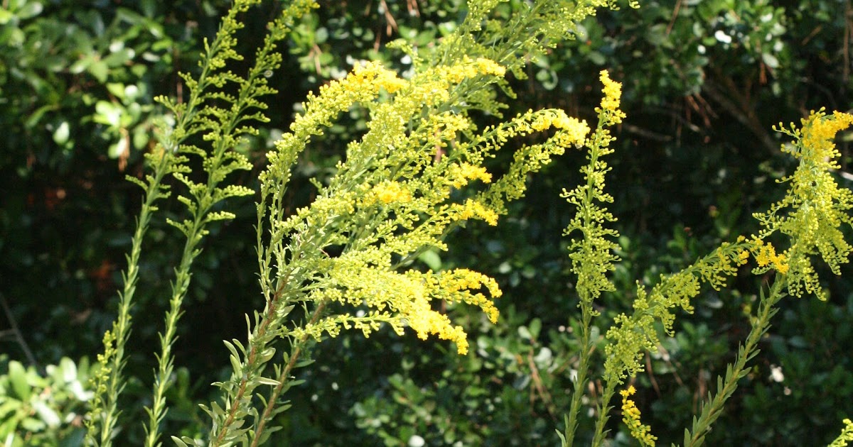 Native Florida Wildflowers Seaside goldenrod Solidago sempervirens