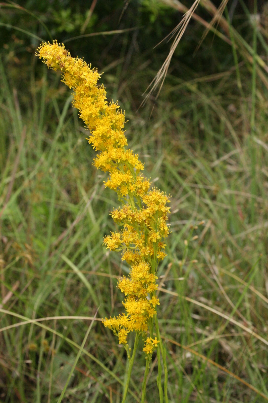 Native Florida Wildflowers Wand goldenrod Solidago stricta