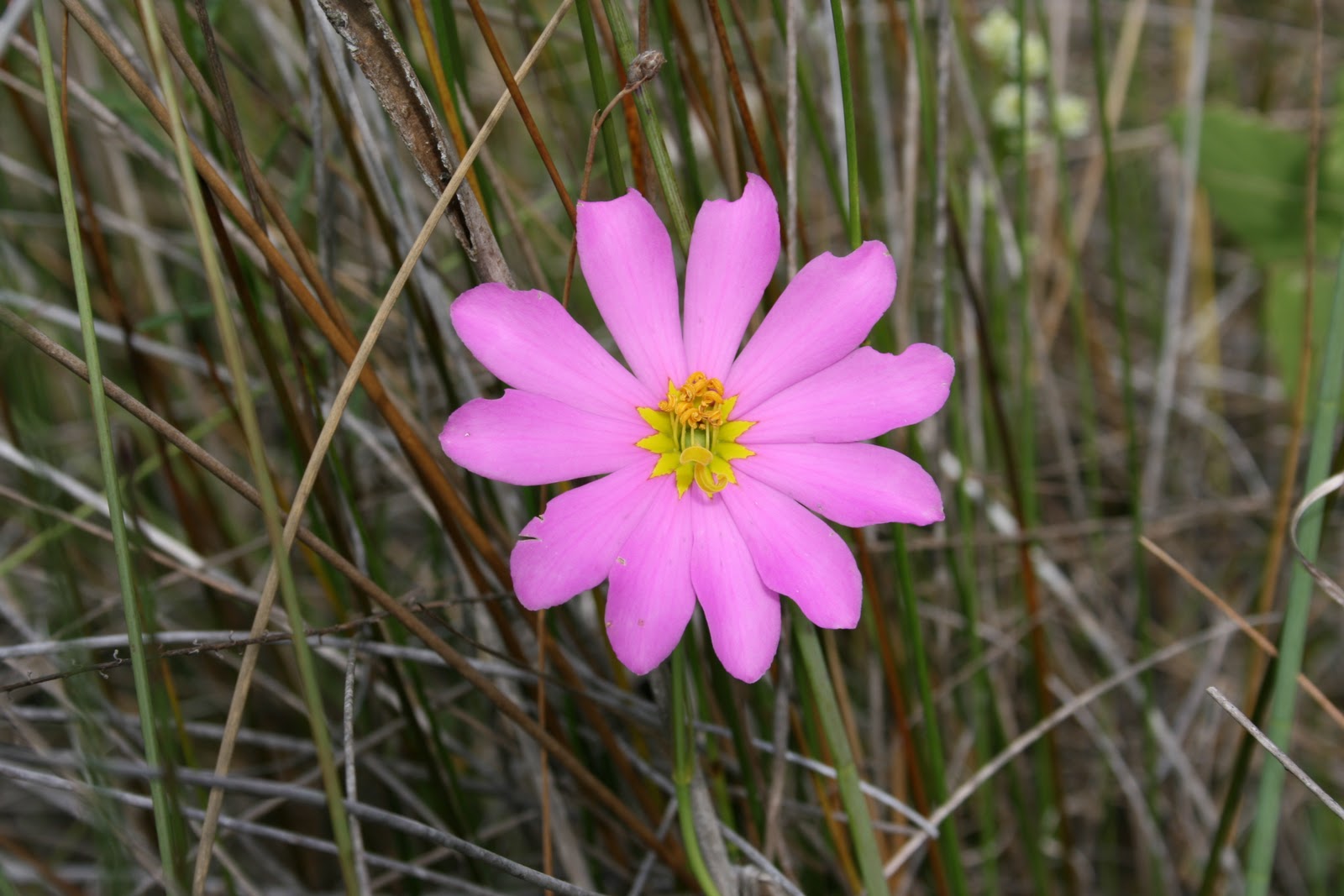 Native Florida Wildflowers February 2011