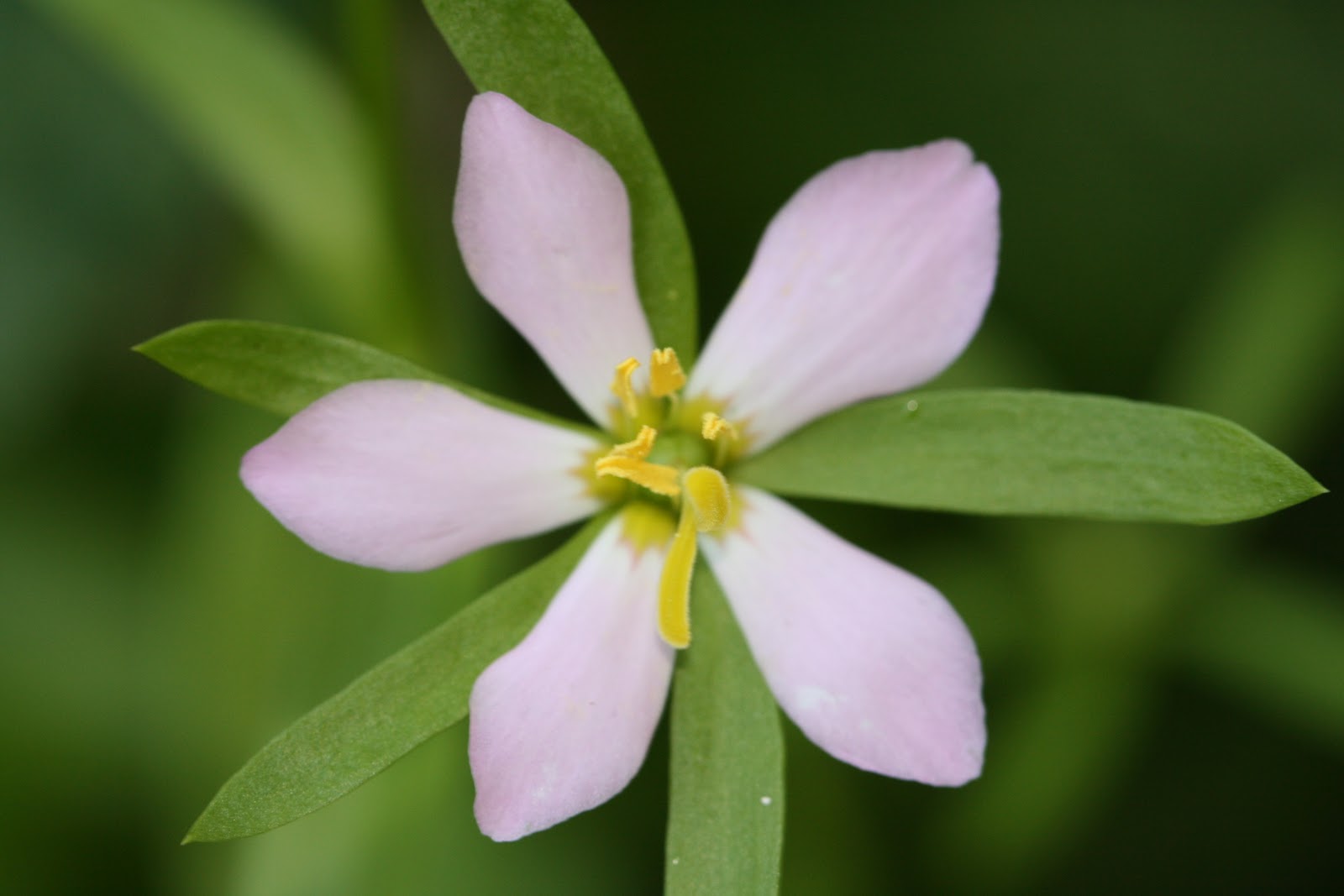 Native Florida Wildflowers February 2011