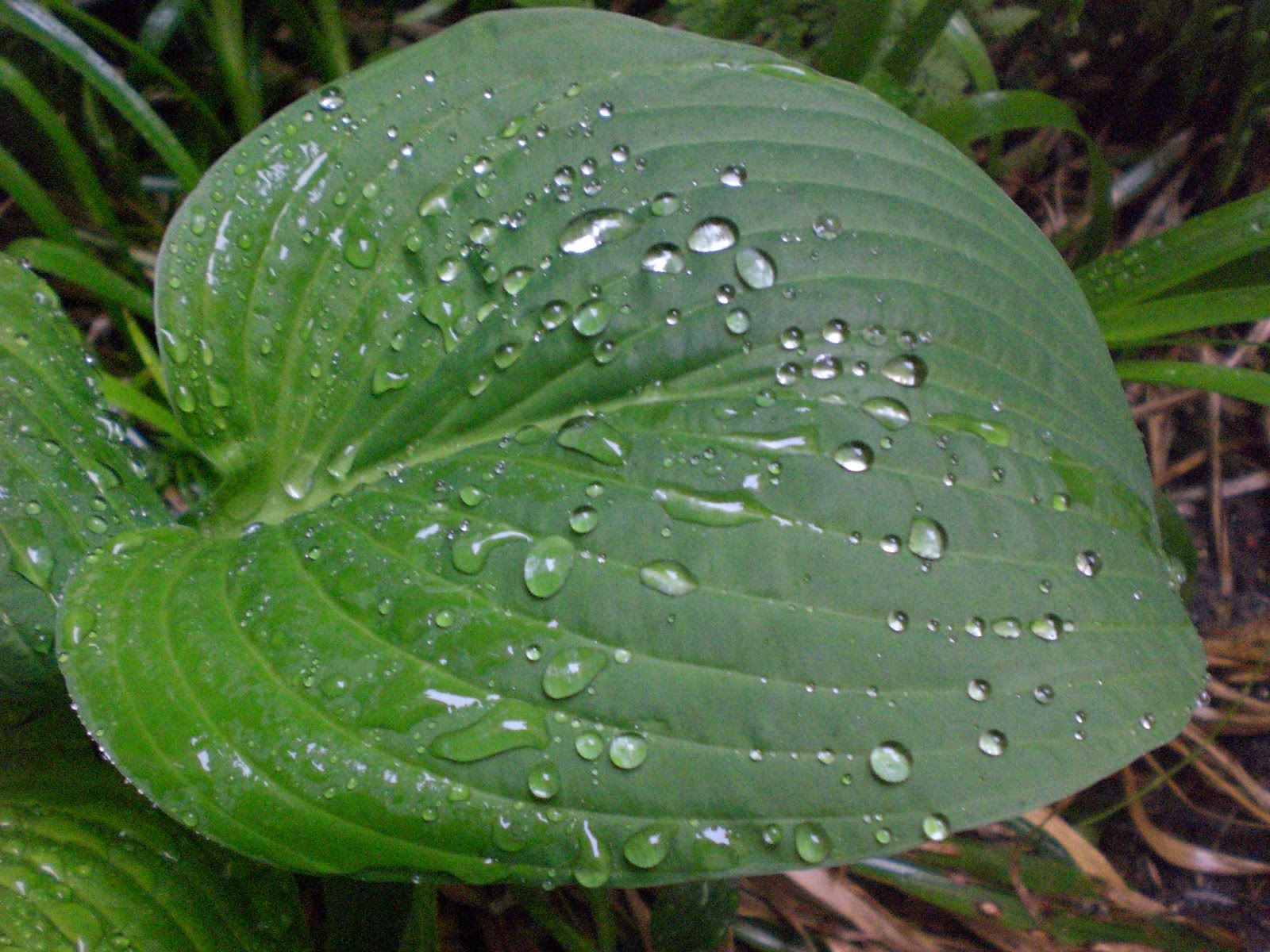 zwiebelkind The sweating plant.
