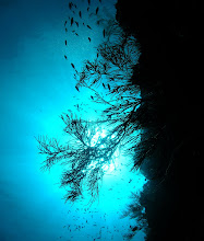 Unterwasserlandschaft im Gegenlicht