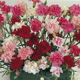 [Dianthus.jpg]
