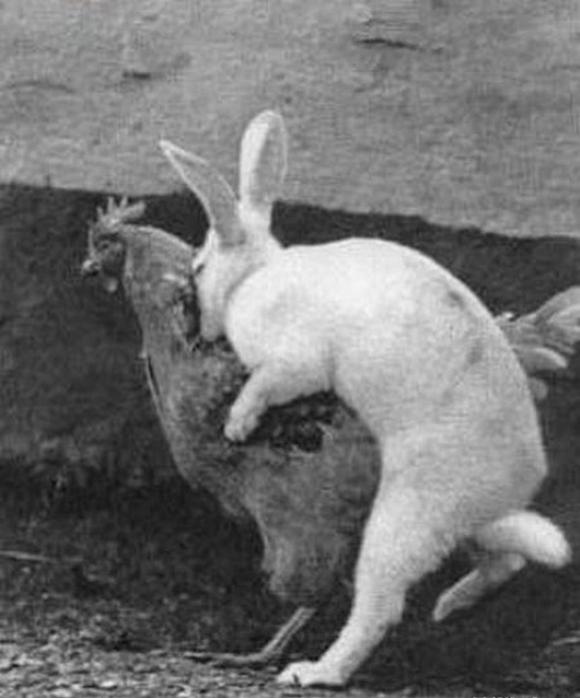 Bad Rabbit, Bad....