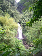 Dominica Rain Forest