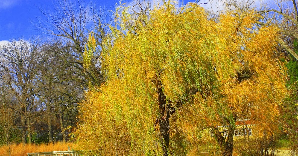 Between Chicago and India Day 23 Yellow Willow